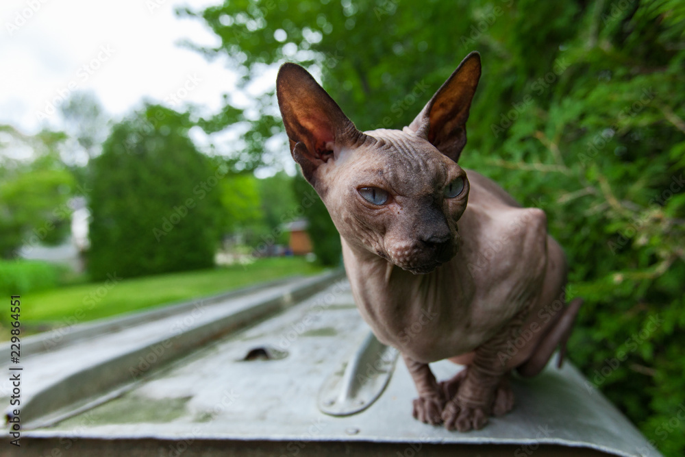Sphynx cat is enjoying the warmth of a summer day and looks away while standing on a reversed aluminum paddle boat - With trees and green lawn in the background