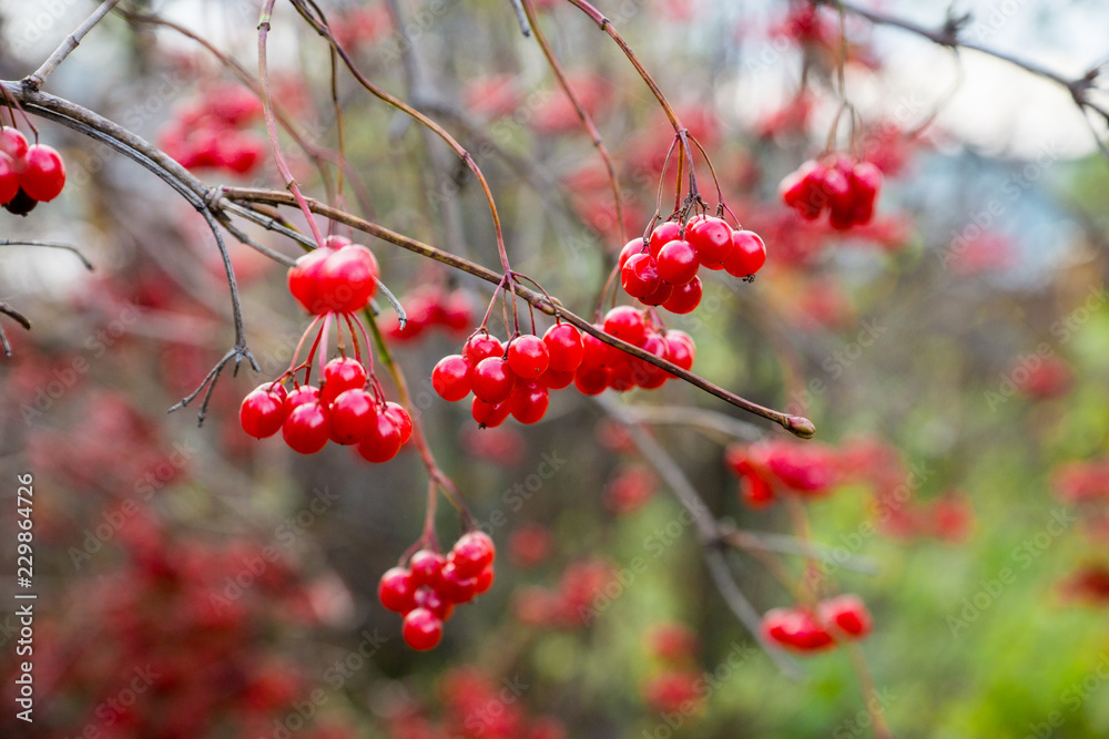 Red ripe viburnum berries on the bunch in the garden. Selective focus. Shallow depth of field. Red ripe viburnum berries on the bunch in the garden. Selective focus. Shallow depth of field.