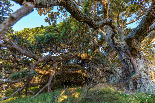 alter knoriger Baum auf Waiheke Island, Neuseeland © Beautyness