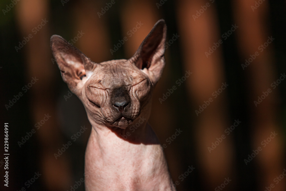 Sphynx cat enjoying the outdoor life on a hot summer day 4/4 - With warm colors and blurry background