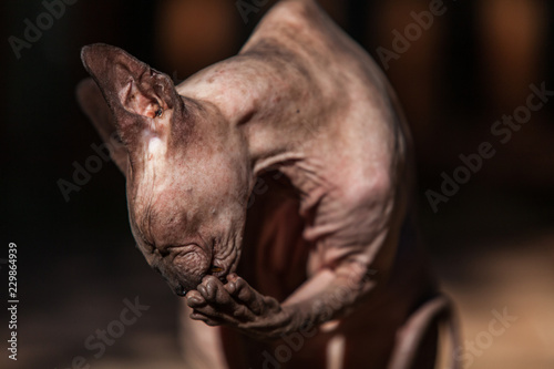 Obraz na płótnie Sphynx cat enjoying the outdoor life on a hot summer day 3/4 - With warm colors and blurry background w salonie