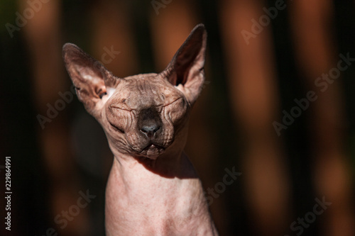 Sphynx cat enjoying the outdoor life on a hot summer day 4/4 - With warm colors and blurry background © Valmedia