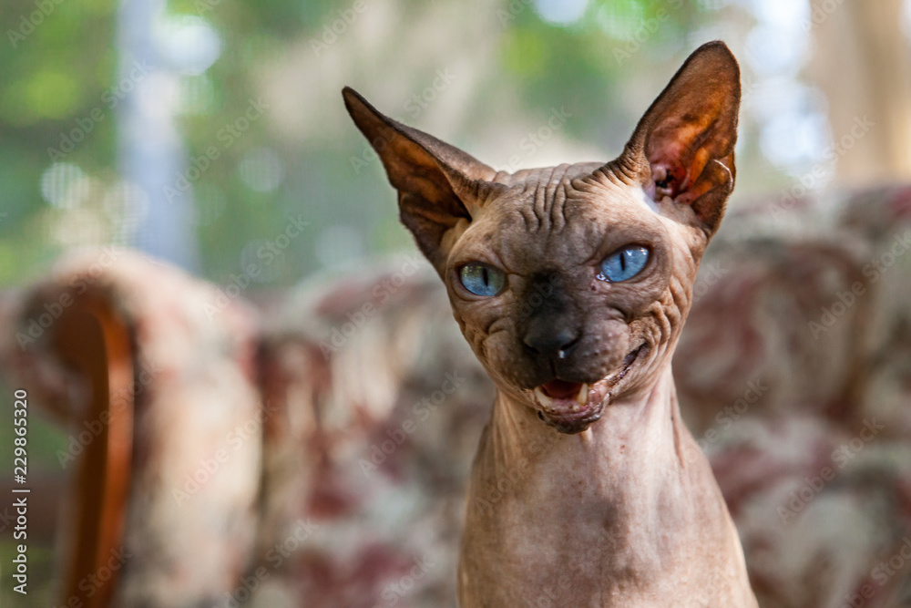 Sphynx cat is meowing in a funny manner - Close-up picture taken on a warm summer day