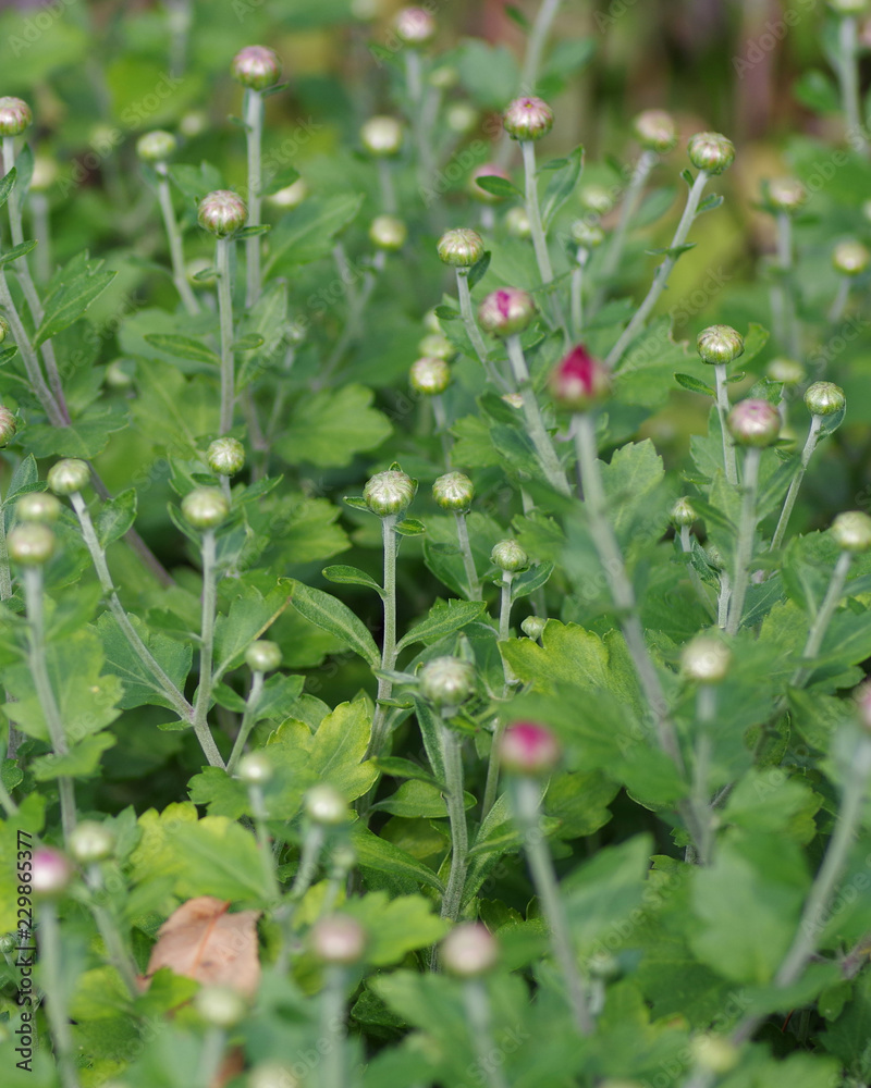 マム「エナジー風車」の蕾