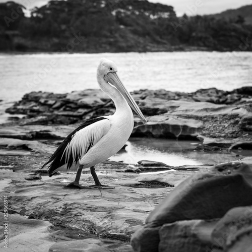 Blacj and white of pelican on the rocks photo