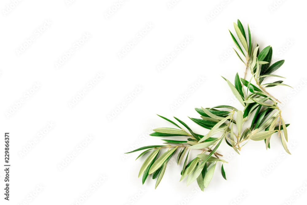 An overhead photo of a flourish of olive tree branches with copy space, a border, shot from the top on a white background with a place for text An overhead photo of a flourish of olive tree branches with copy space, a border, shot from the top on a white background with a place for text