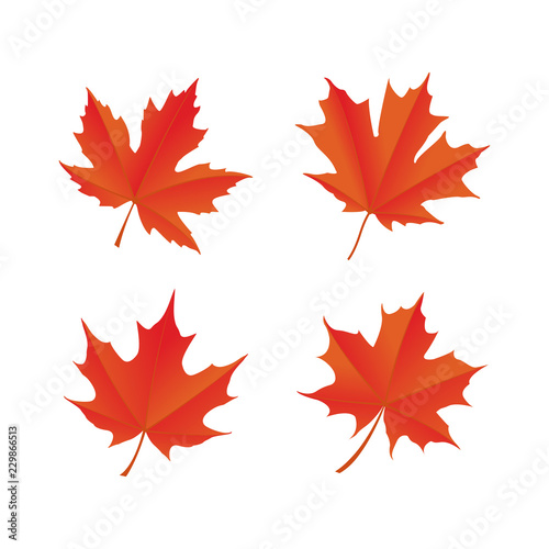 maple leaf logo icon design template vector