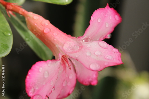 Red Flowers & drop water