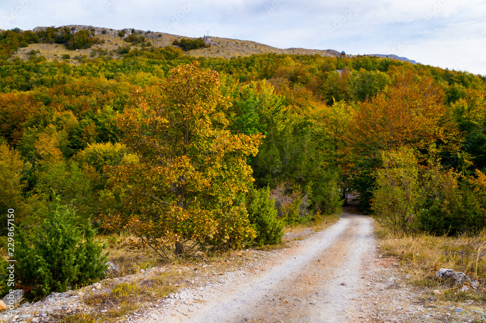 Fototapeta premium Amazing golden autumn colors in the forest path track. Autumn Collection.