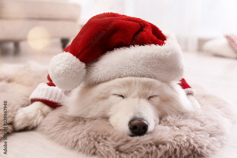 Cute dog in warm sweater and Christmas hat on floor at home Cute dog in warm sweater and Christmas hat on floor at home