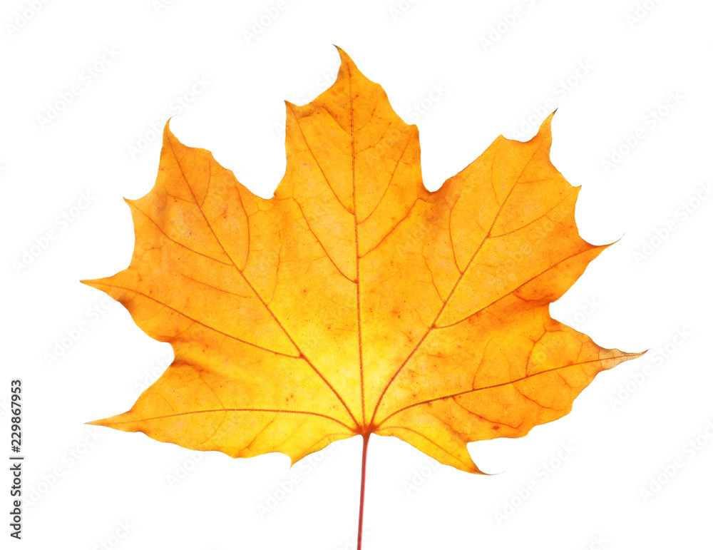 Beautiful autumn leaf on white background. Fall foliage Beautiful autumn leaf on white background. Fall foliage