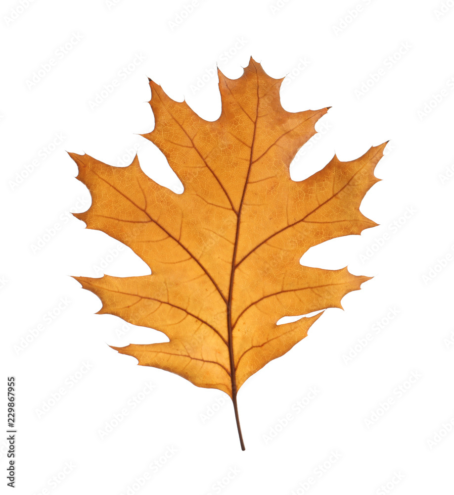 Beautiful autumn leaf on white background. Fall foliage