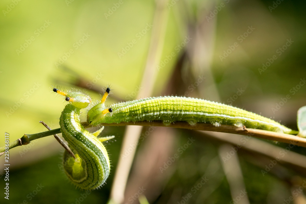 Obraz premium closeup, couple of caterpillar on the green bamboo branch