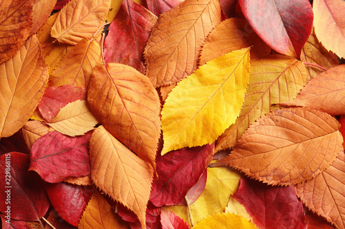 Many autumn leaves as background, top view photo