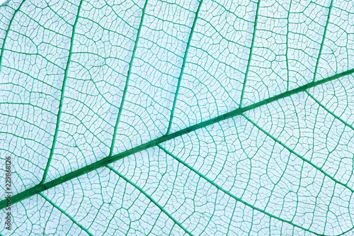Closeup view of beautiful decorative skeleton leaf