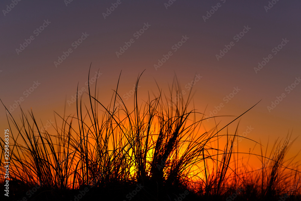 beach grass in the dunes in the sunset