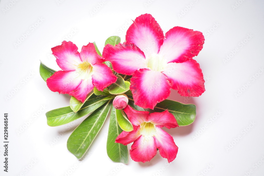 Fototapeta premium Azalea flowers From the adenium. Is on a white background.