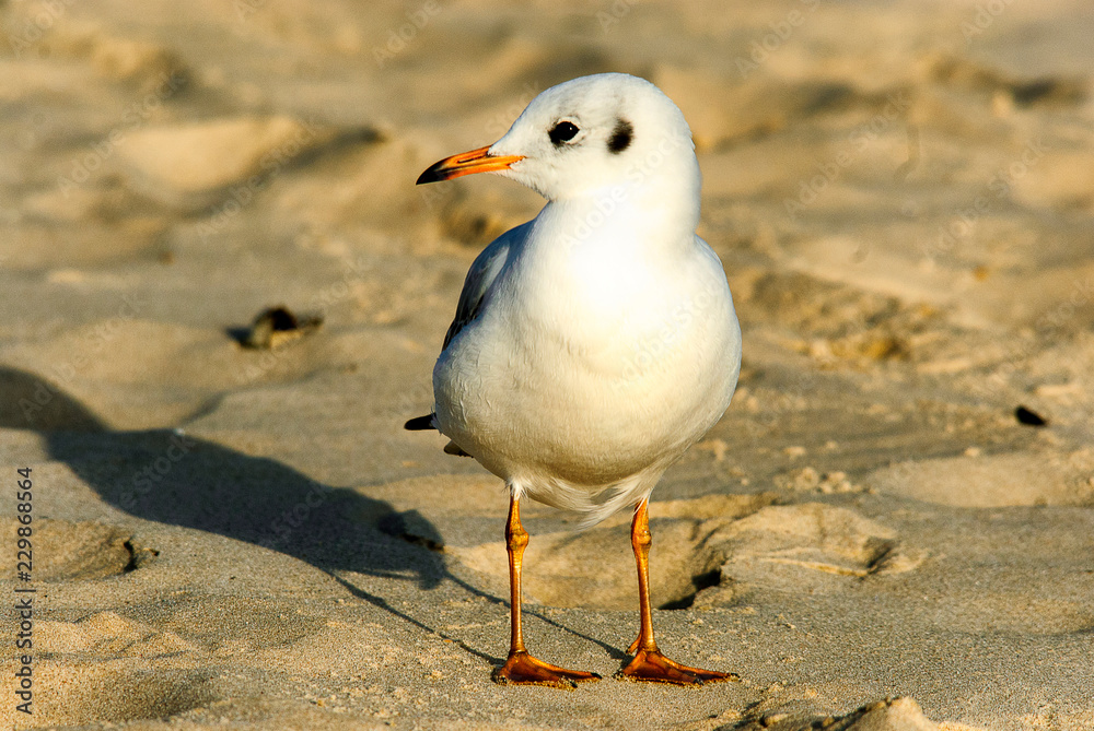 Obraz premium lonely seagull at the beach of Ahrenshoop