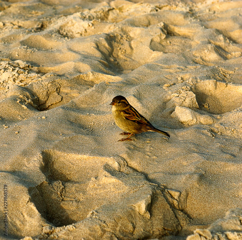 Tableau sur toile little sparrow on the sandbeach