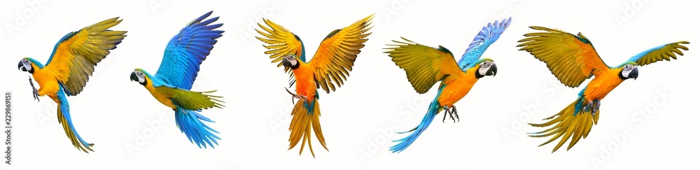 Set of macaw parrot isolated on white background