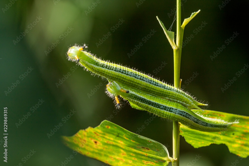 closeup, couple of caterpillar on the green bamboo branch