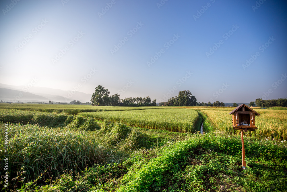 Obraz premium The foggy mountain background, morning light, paddy rice field, intimate nature wallpaper, beautiful natural scenery, colorful seasonal changes.