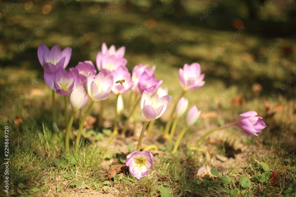 Fototapeta premium Blurred Spring background with Blooming Crocus imperati.
