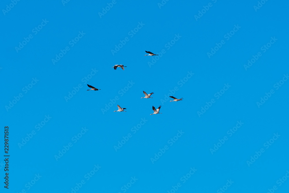 Group with migrating cranes