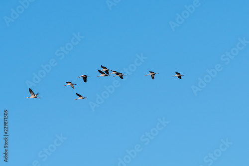 Migrating cranes flying in a line