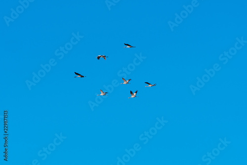 Group with migrating cranes