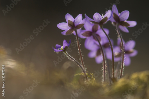 hepatica flowers in spring