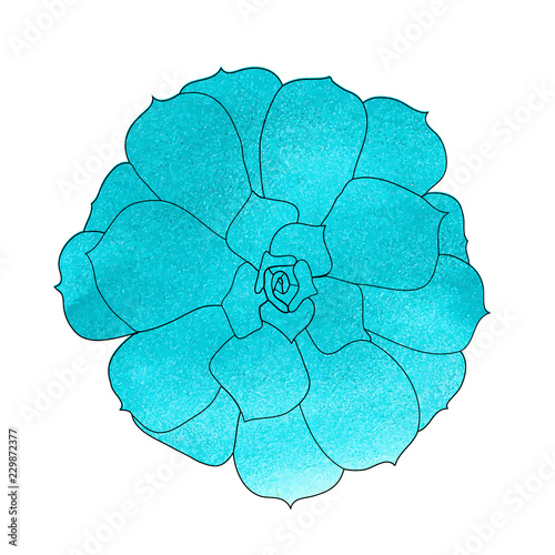 Succulent plant (echeveria), watercolor top view. Hand drawn vector illustration. .