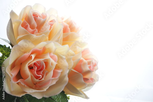 Beautiful flowers on a white background.