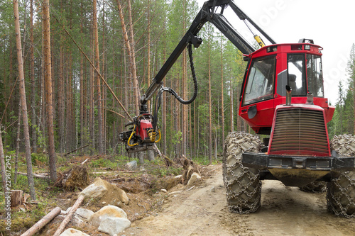 Harvester machine working in a forest, chopping a young pine tree. Wood industry, Northern Karelia, Russia 