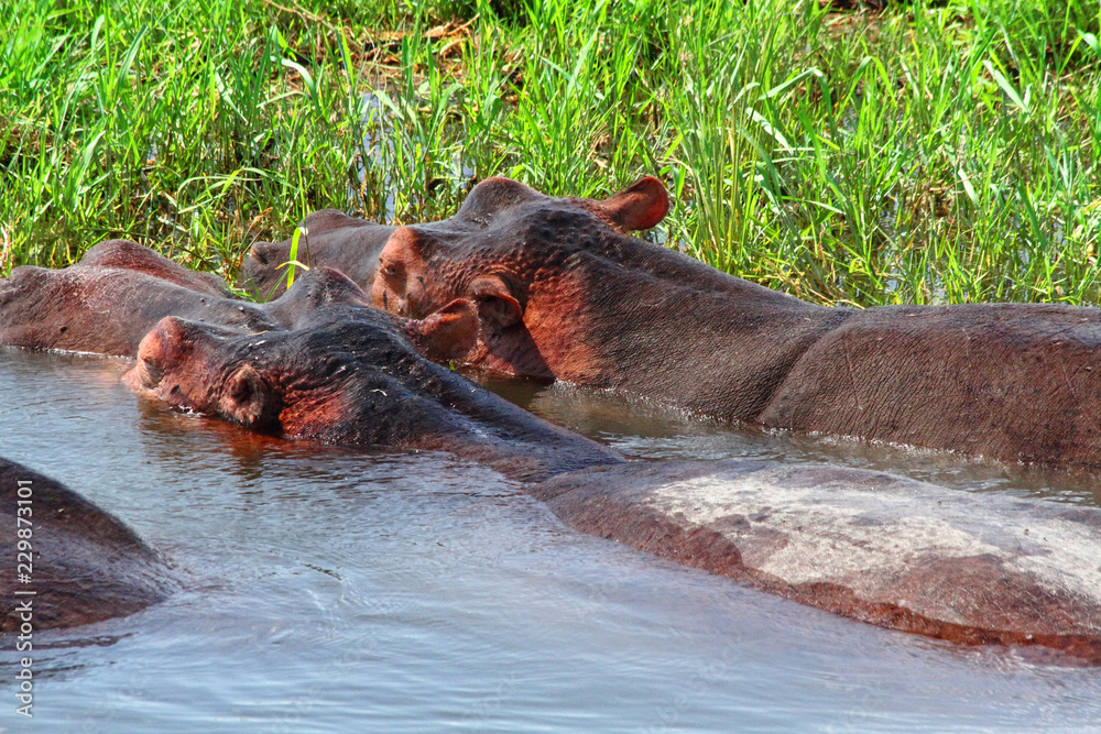 Massive Hippos in the water next to shore Massive Hippos in the water next to shore