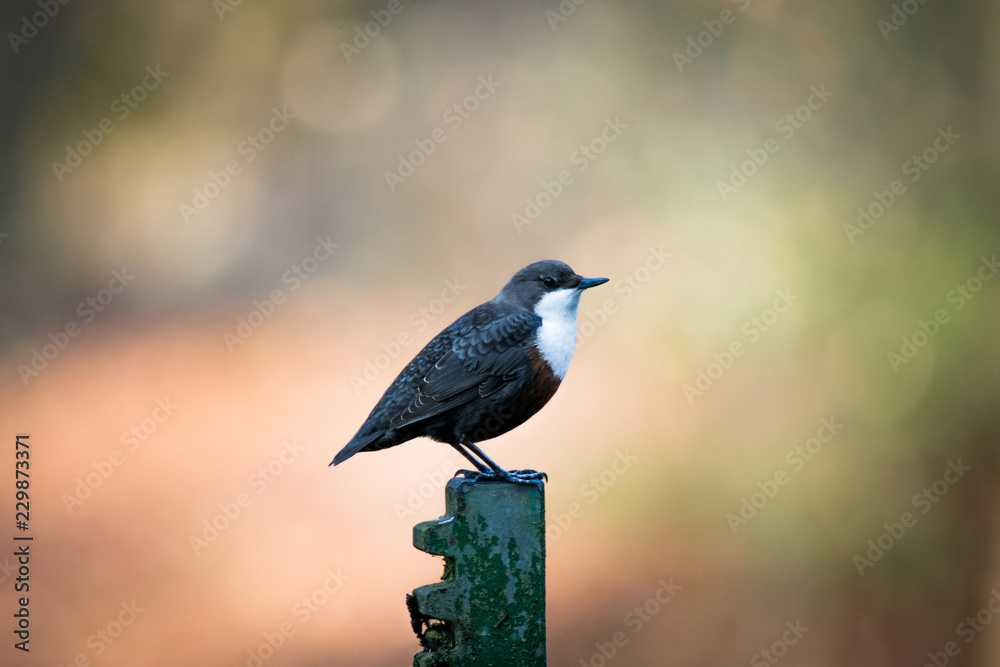 Fototapeta premium Wasseramsel (Eurasische), freigestellt mit verschwommenem Hintergrund