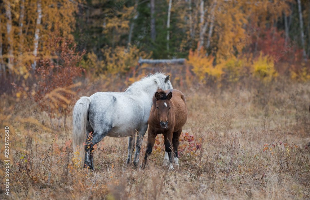 A breed of Yakut horses was formed in the conditions of the sharply ...