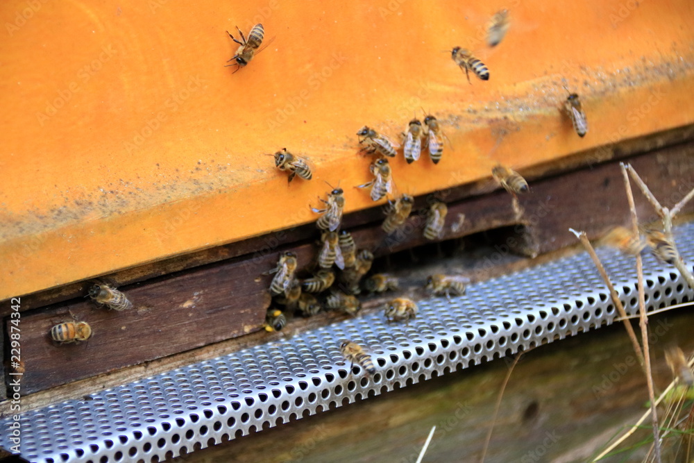 Flugbetrieb vor einem Bienenstock