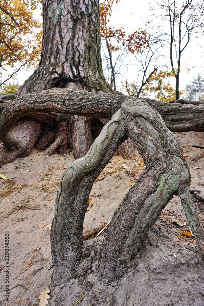 Big mighty strong roots of old tree, closeup view. Big mighty strong roots of old tree, closeup view.
