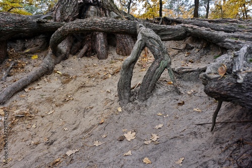 Big mighty strong roots of old tree, closeup view.