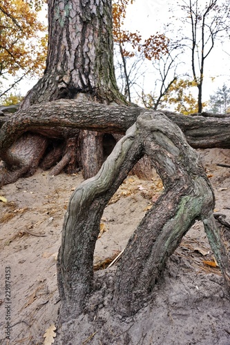 Big mighty strong roots of old tree, closeup view.
