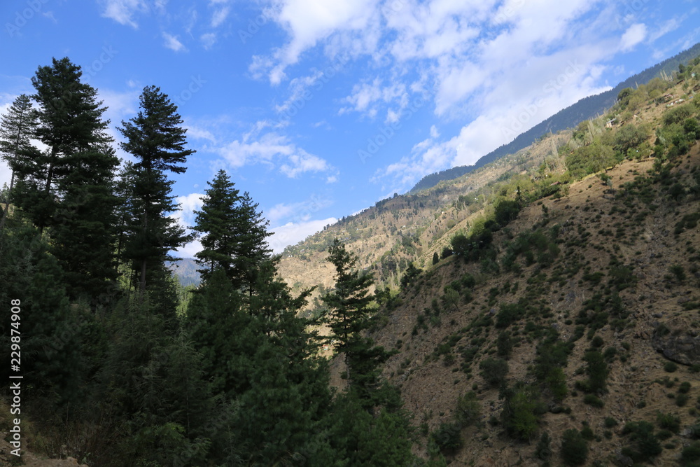 Trees and big mountains in the area of kashmir