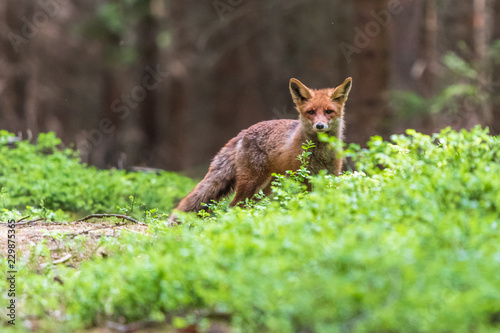 Jumping Red Fox, Vulpes vulpes, wildlife scene from Europe. Orange fur coat animal in the nature habitat.