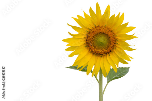 Fototapeta Naklejka Na Ścianę i Meble -  Sunflower isolated on white background copy space