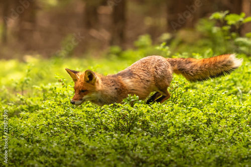 Jumping Red Fox, Vulpes vulpes, wildlife scene from Europe. Orange fur coat animal in the nature habitat. © vaclav