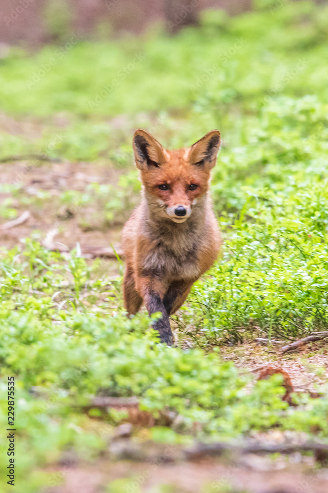 Jumping Red Fox, Vulpes vulpes, wildlife scene from Europe. Orange fur coat animal in the nature habitat.