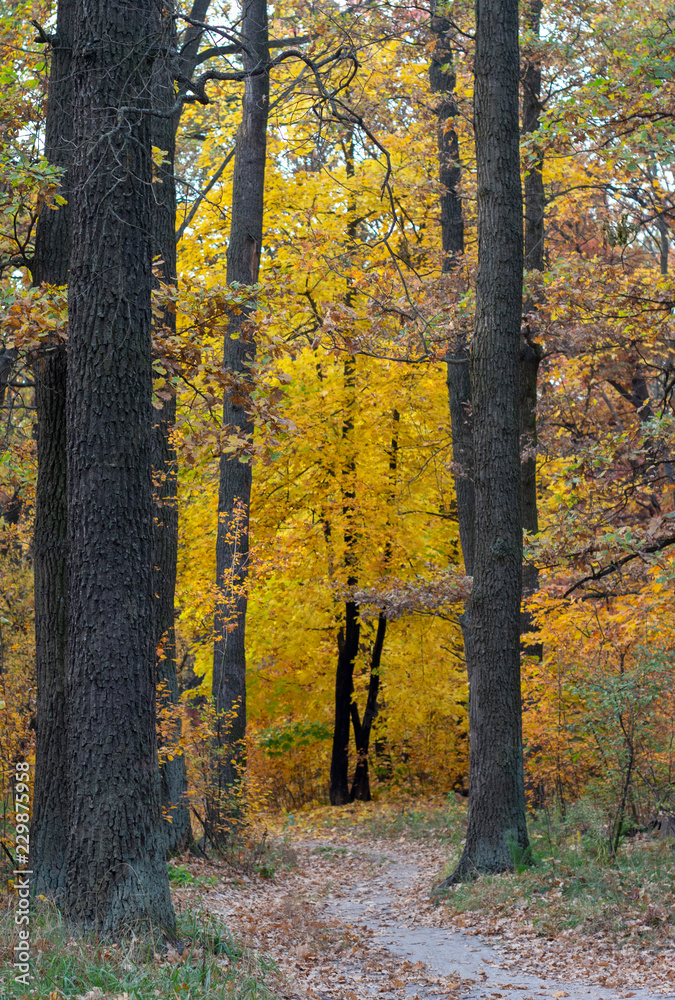Obraz premium Dirt road in the autumn forest, yellow leaves in the trees and on the ground