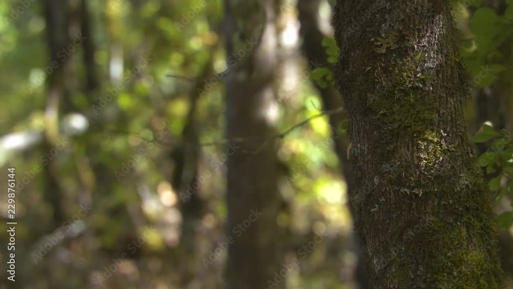Girl in a Ninja Outfit Walking through the Trees in Slow Motion Girl in a Ninja Outfit Walking through the Trees in Slow Motion