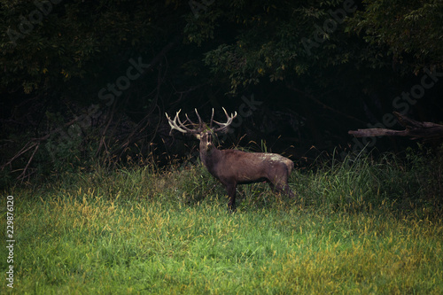 Red Deer male roars