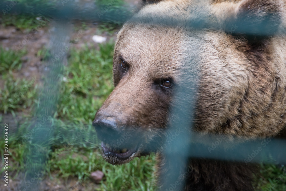 Obraz premium Braunbär in Gefangenschaft, hinter Gittern